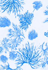 Sophia Mini Sheer Dress in Toile de Reef